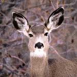 Mule Deer