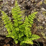 Ferns