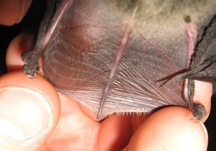 Fringed Bat