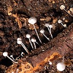 Fungus on decaying wood