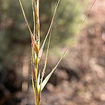 Thurber's needlegrass