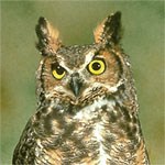 Great Horned Owl