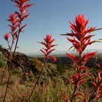 Desert Indian Paintbrush
