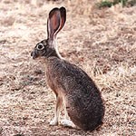 Jackrabbit