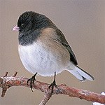 Dark-eyed Junco