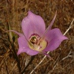 Mariposa Lily