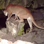 A mountain lion climbing on to a rock