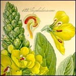 A botanical illustration of common mullen, a noxious weed.