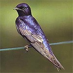 Purple Martin