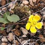 Sagebrush Buttercup