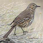 Sage Thrasher