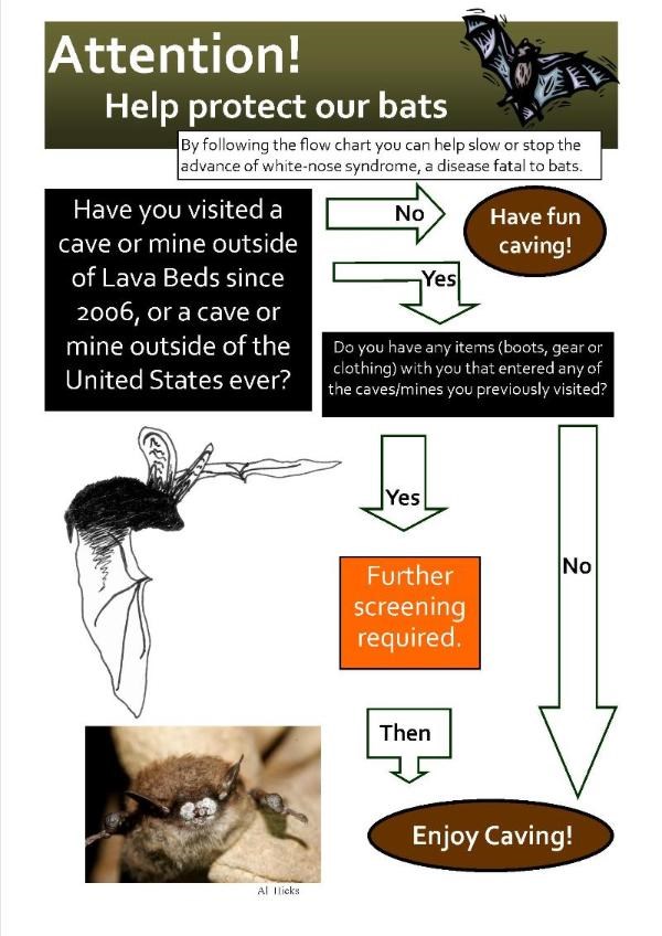 Screening tool used for white-nose syndrome.