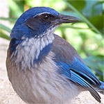 Western Scrub Jay