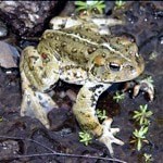 Boreal Toad