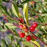 Bitter cherry