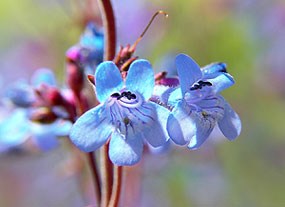 Penstemon flowers