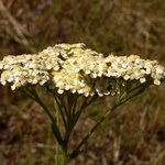 Yarrow