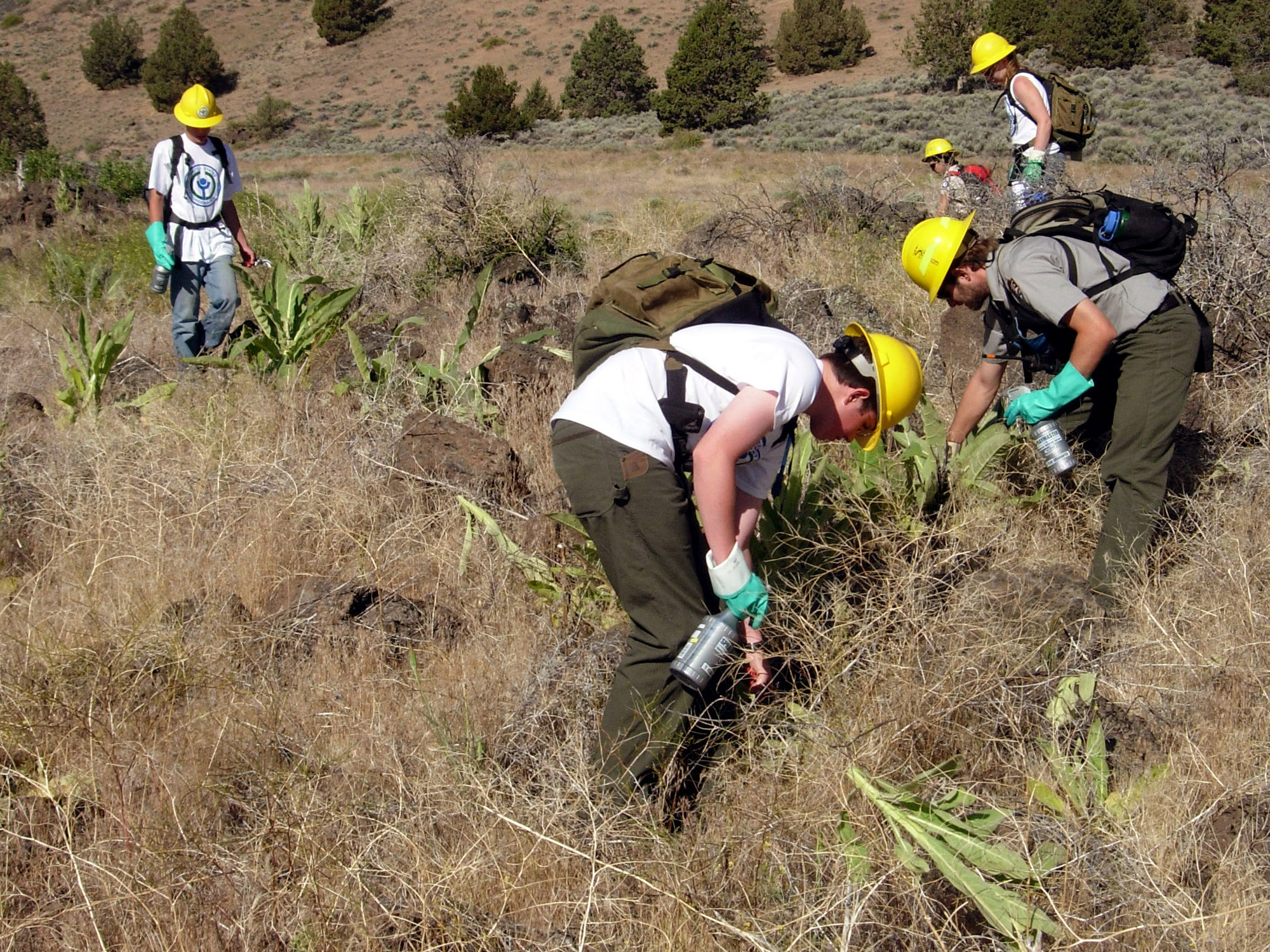 YCCs controlling weeds