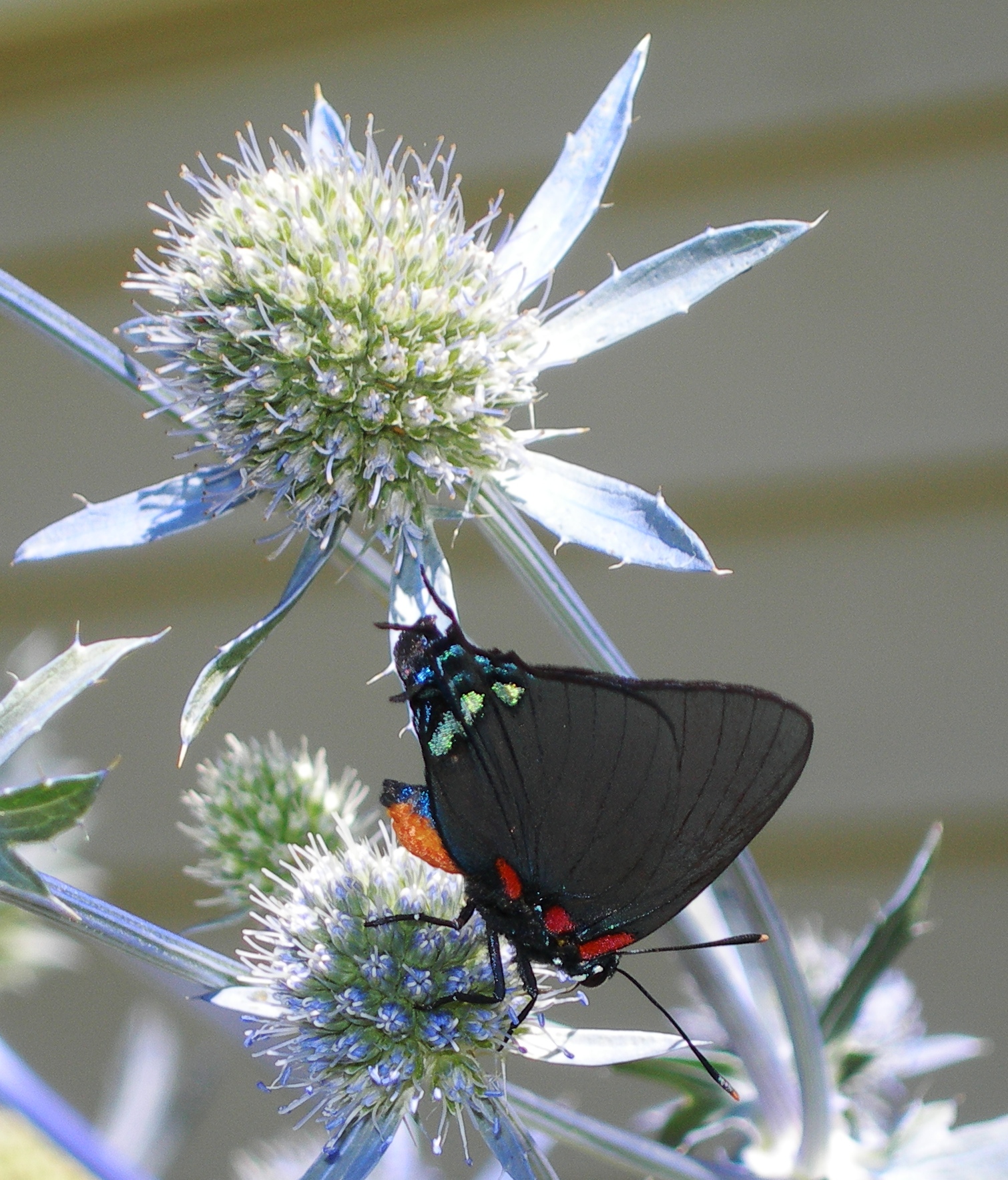 Great Purple Hairstreak