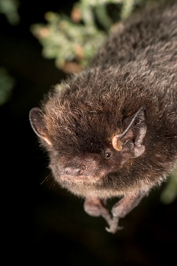 Silver-haired Bat