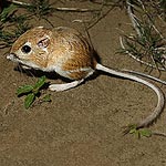 Kangaroo Rat