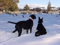 Two dogs on snow