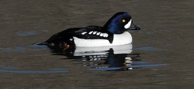 bird with blue and white markings floating on lake
