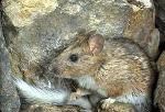 A bushy-tailed woodrat