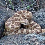 A coiled western rattlesnake