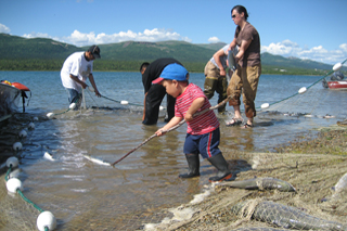 Modern day Dena'ina Athabascan family harvesting sockeye salmon from nets near the lake shore.