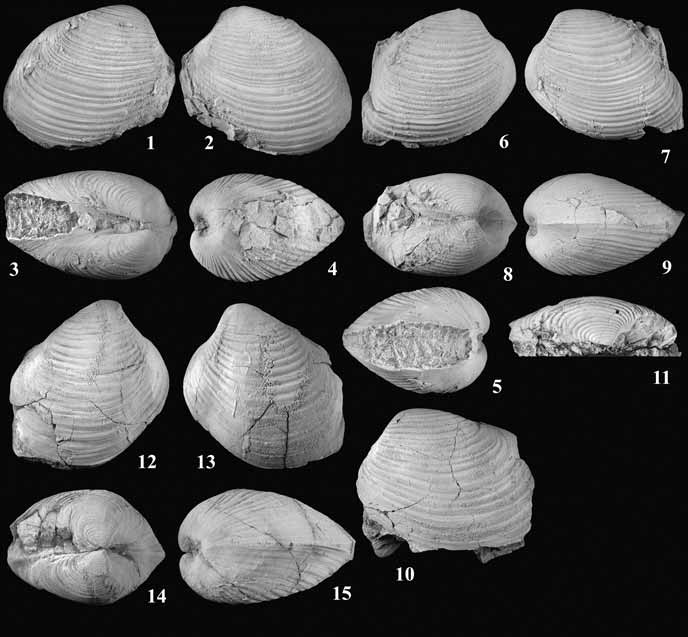 15 shell-shaped fossils on a black background