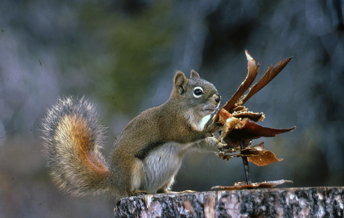 Beautiful close up photo of a red squirrel standing on a tree stump with an artistically blurred background.