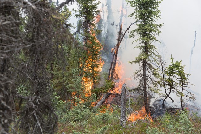 Image of a wildland fire, flames rising from black spruce.