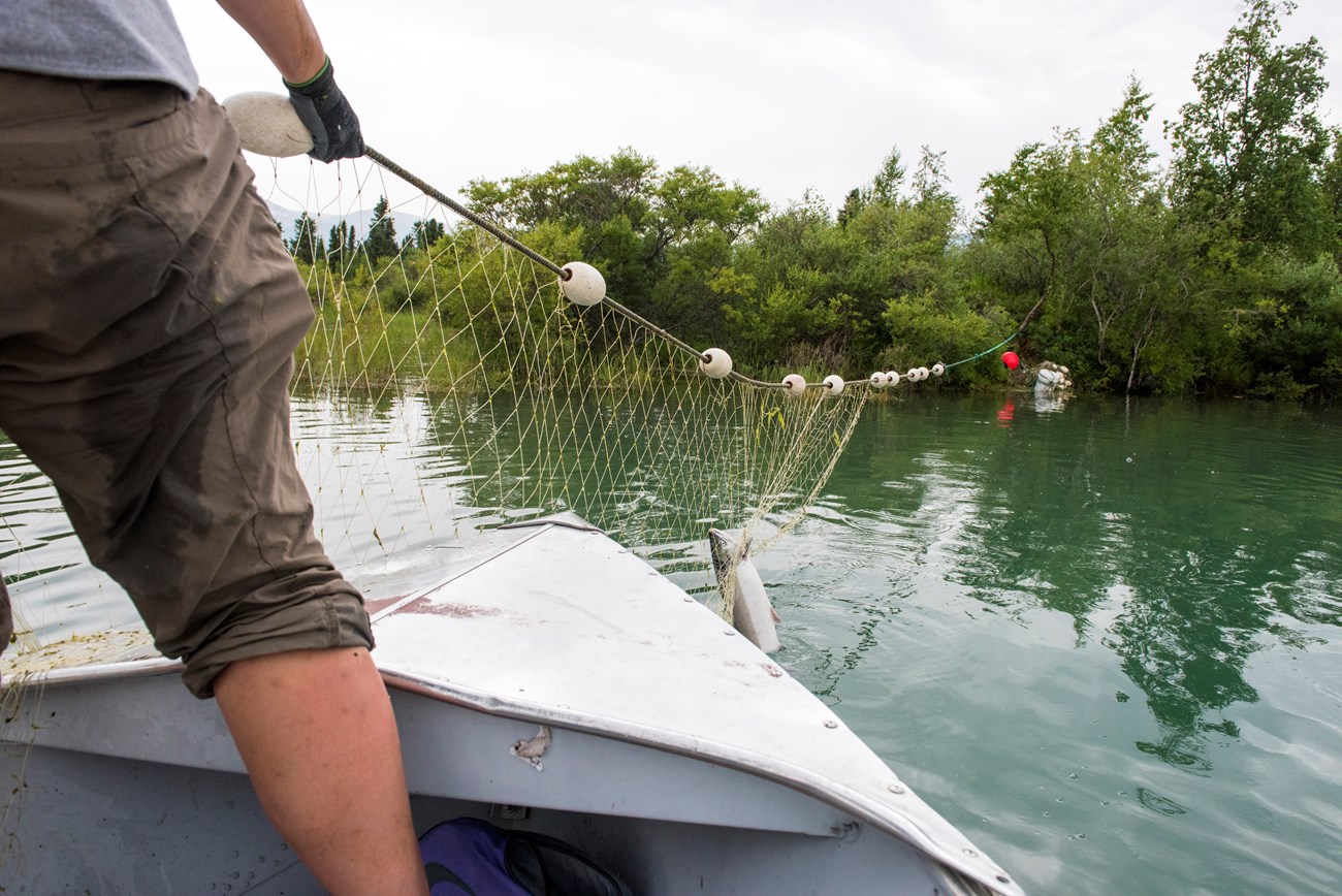 a person stands on the bow of a boat pulling up a fishing gill net with one fish in it