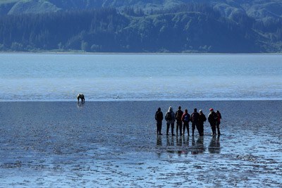 Visitors view a brown bear in the coastal mud flats at Lake Clark National Park and Preserve