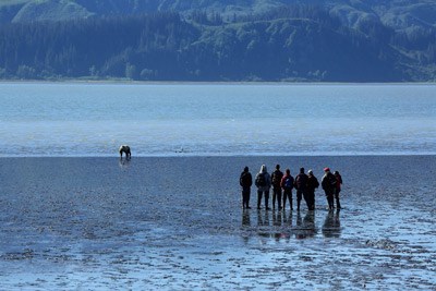Visitors view a brown bear in the coastal mud flats at Lake Clark National Park and Preserve Visitors view a brown bear in the coastal mud flats at Lake Clark National Park and Preserve