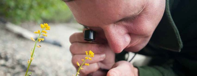 man with a magnifier up to one eye, looking at flowers