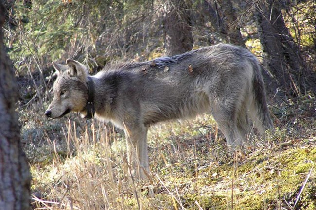 wolf standing in a forest, wearing a large collar