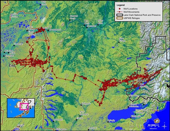 a map with numerous red dots and lines drawn between to indicate the extensive movement of wolves