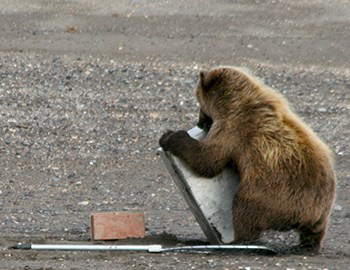 Photo of a small brown bear wrestling with a large metal box designed to store salmon. The bear is not much larger than the box. Photo of a small brown bear wrestling with a large metal box designed to store salmon. The bear is not much larger than the box.