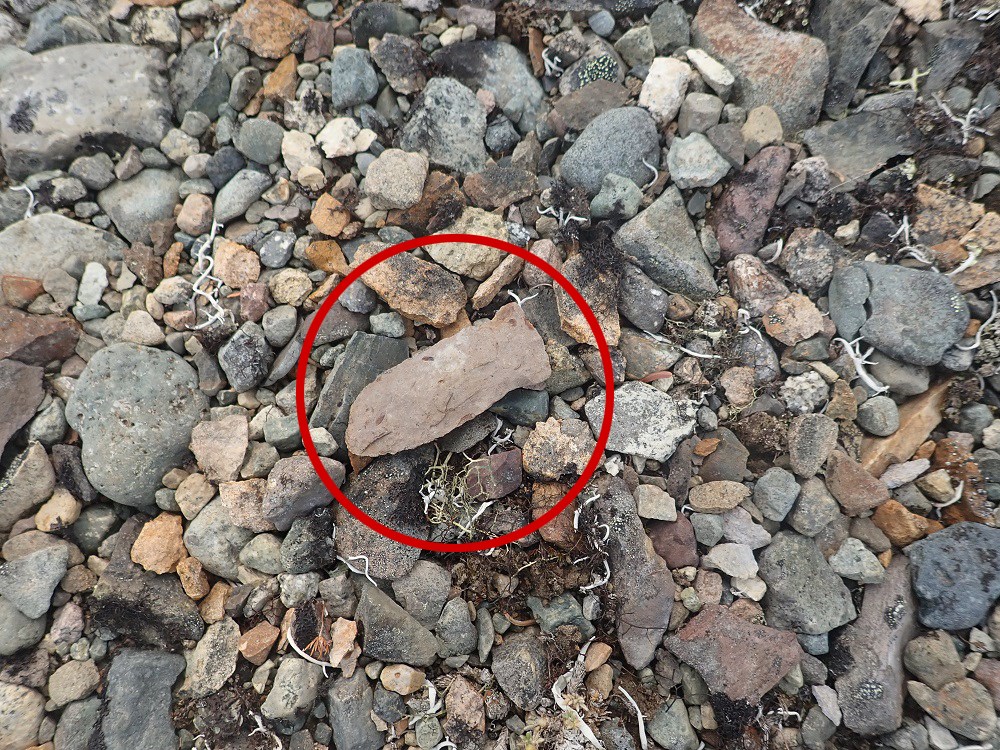an ancient stone tool known as a side-notched point sits in the middle of a pile of gray and brown rocks