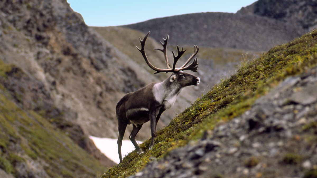 A caribou with large antlers stands on a rocky talus slope with minimal vegetation.