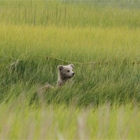 a bear cub sitting amid tall grass