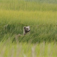 a bear cub sitting amid tall grass a bear cub sitting amid tall grass