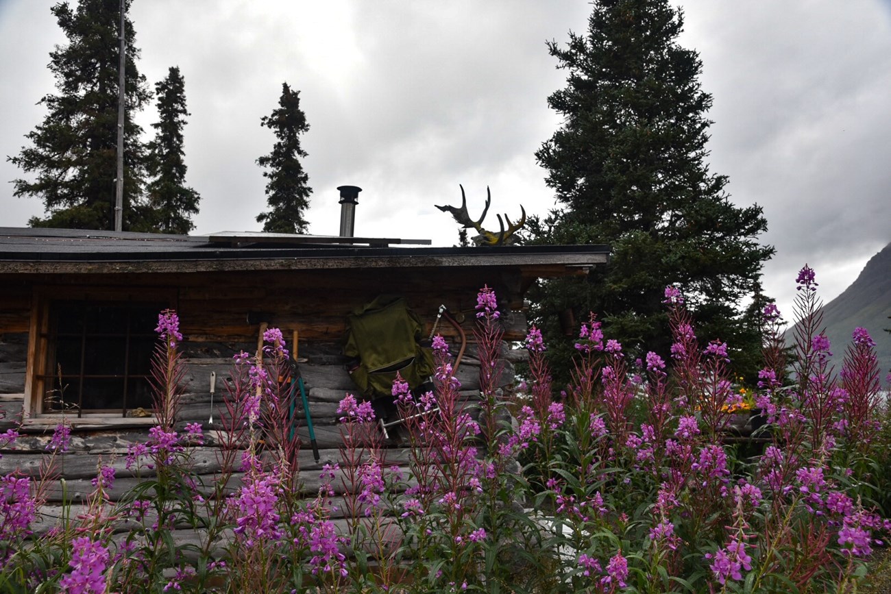tall pink fireweed in front of a backcountry cabin