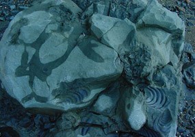 close up of fossilized invertebrates in a rock close up of fossilized invertebrates in a rock