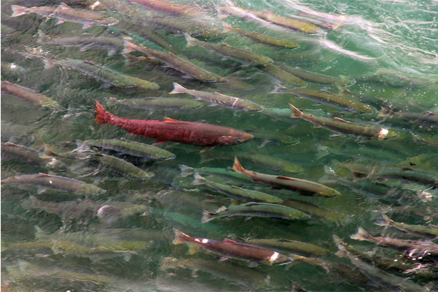 Sockeye Salmon Lake Clark National Park Preserve U.S