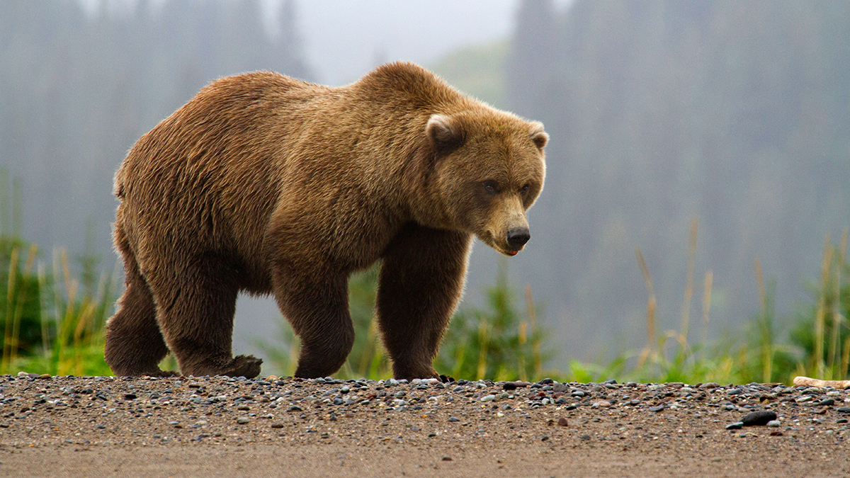 Brown Bears - Lake Clark National Park & Preserve (U.S. National