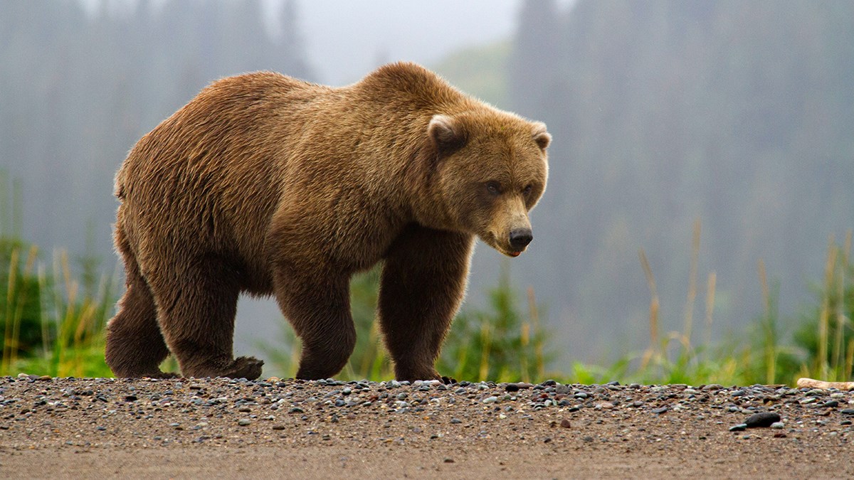 Photo of a brown bear walking along a beach with a foggy forest in the background