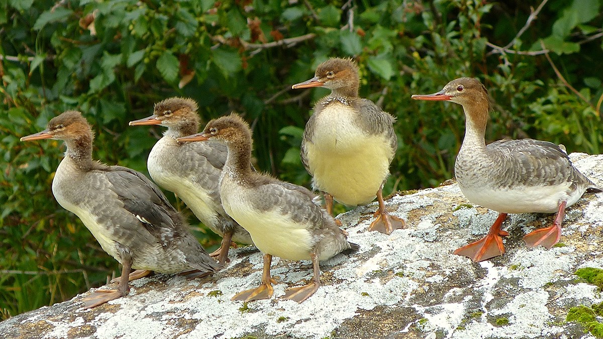 Birds Lake Clark National Park Preserve U S National